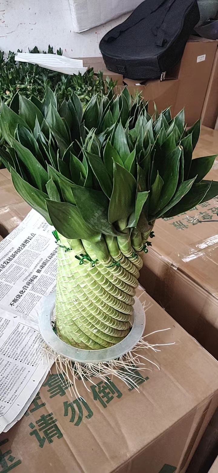 广州富贵竹水培植物节节高办公室内盆栽花卉客厅净化空气招财桌面绿植