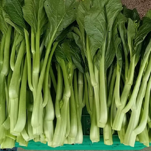 连州市连州菜心