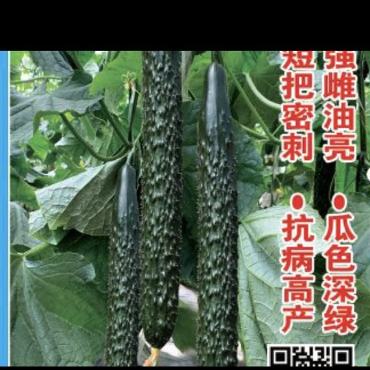 寿光市强磁油亮，短把密刺，瓜色深绿，抗病特高产