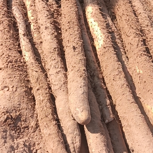 临漳县铁棍山药，大货，火烧头白头对半，有粗度，有长度…欢迎各地老板