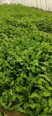 南阳精品色泽好高端高品质荠荠菜！