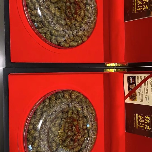 乐清市铁皮石斛基地