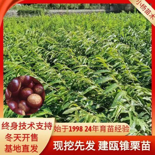 松溪县建瓯锥栗苗，嫁接苗小苗0.5左右