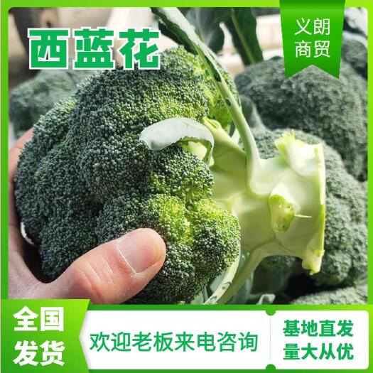 耐寒优秀西兰花  一级精品西兰花批发市场商超供应