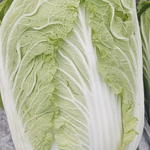 淄博黄心大白菜