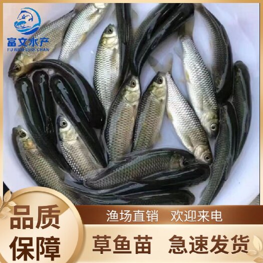 广州草鱼苗、 脆肉鲩鱼苗