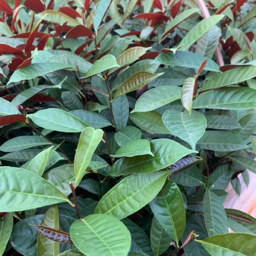 荔浦市红背桂地苗出售