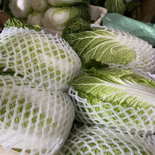 通海县白菜，铁头，小瓜
