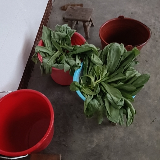 北流市苦叶菜