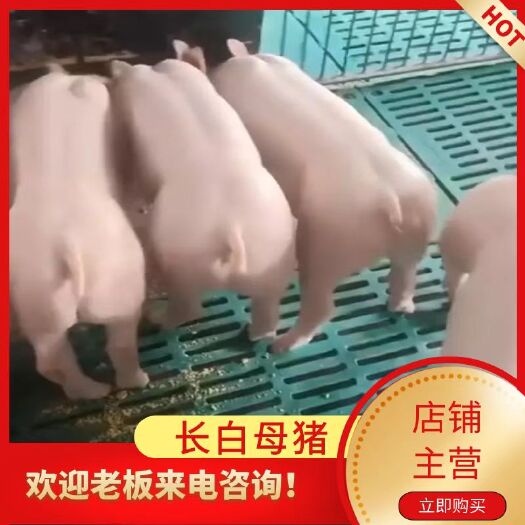 大方县贵州毕节种猪厂，常年出售，英糸大白种母猪，长白母猪，