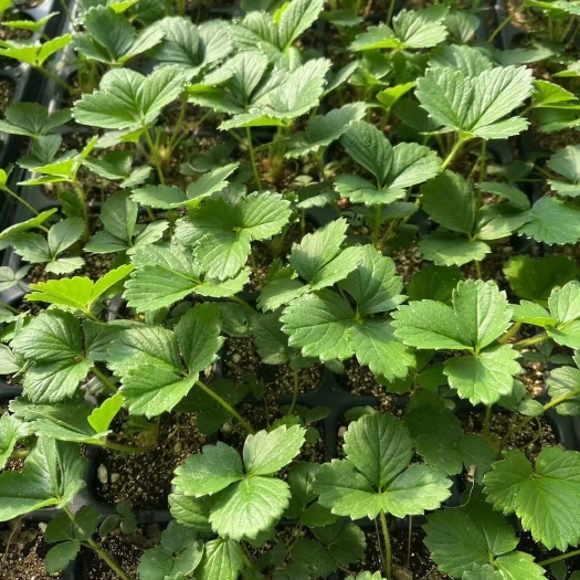 武汉甜查理，妙七，红颜，蒙特瑞，章姬草莓苗 供应优质草莓苗，粗壮