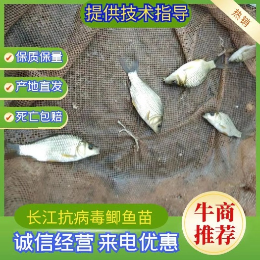 鲫鱼苗  ，鲤鱼苗，基地批发，包送货到塘满意才付款