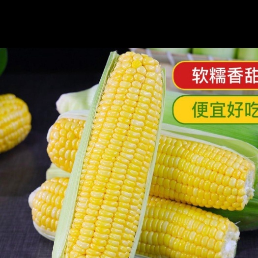 水果玉米現(xiàn)摘現(xiàn)發(fā)新鮮水果玉米脆甜電商玉米廠地直發(fā)