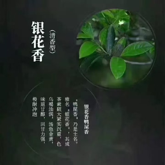 饶平县潮州凤凰单枞鸭屎香