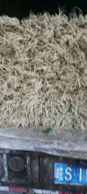 怀远县无公害无污染青杆无筋香芹