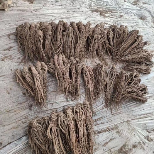 临洮县无硫当归条（全归）