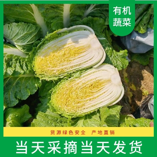 天门市黄心大白菜  大白菜