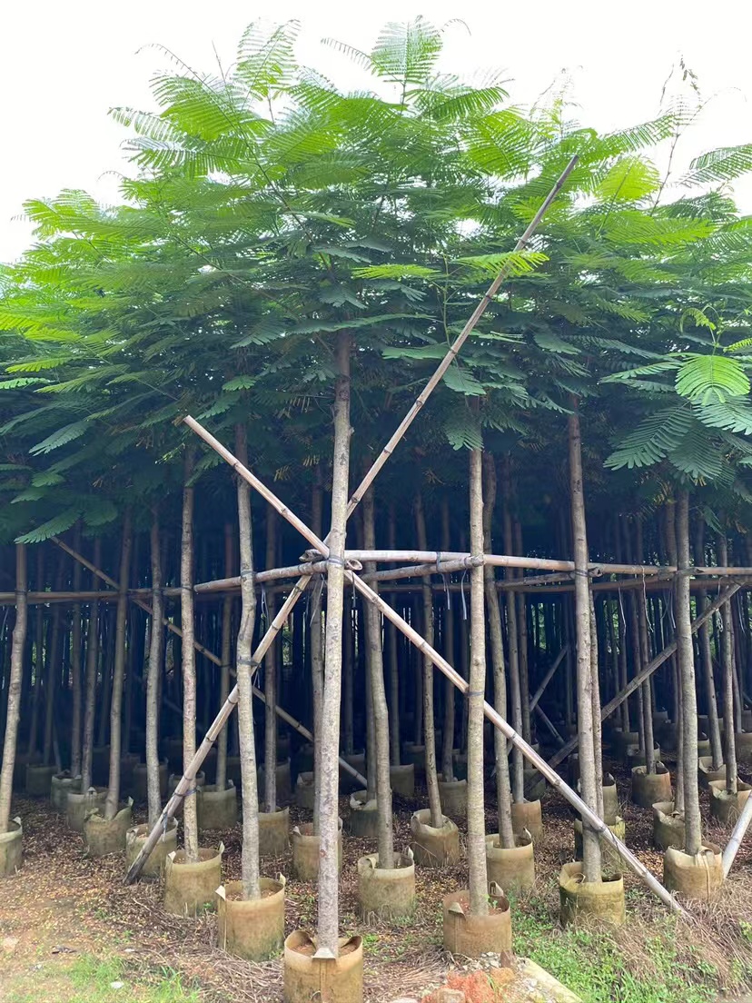 凤凰