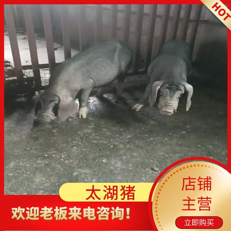 大方县太湖猪 原种太湖后备母猪，发情早，产量高，一窝产仔，20个左
