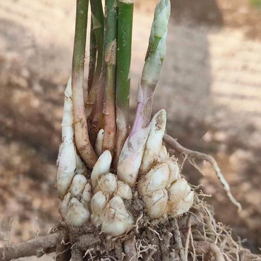 曹县厂家长期供应芦笋种苗康爱草2