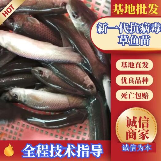 眉山草鱼苗        新一代 抗病毒草鱼苗，批发，包送货到塘