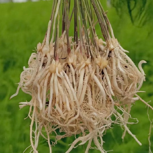 曹县曹县芦笋巨鑫源杂交一代康爱草2芦笋根苗
