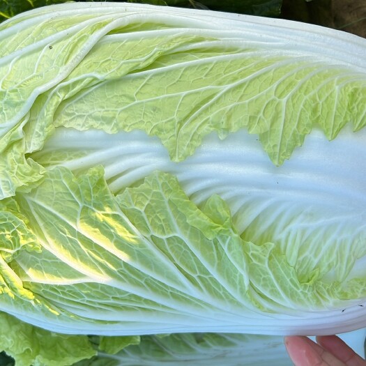 夏邑县黄心大白菜，青杂三号，大量上市，价格不贵，欢迎询价