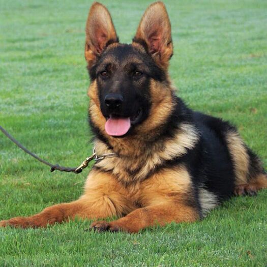 郓城县德国牧羊犬幼犬长毛德牧活体狼狗警犬2个月德牧幼崽黑背犬弓背犬