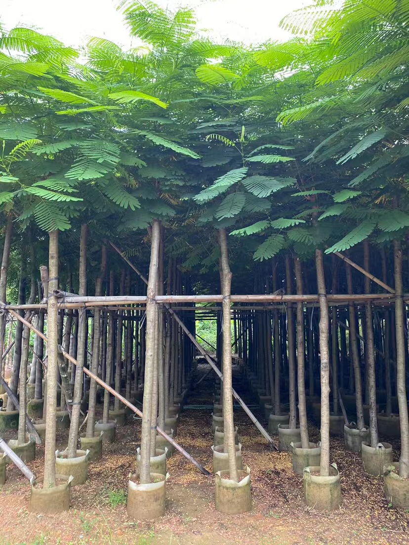 凤凰