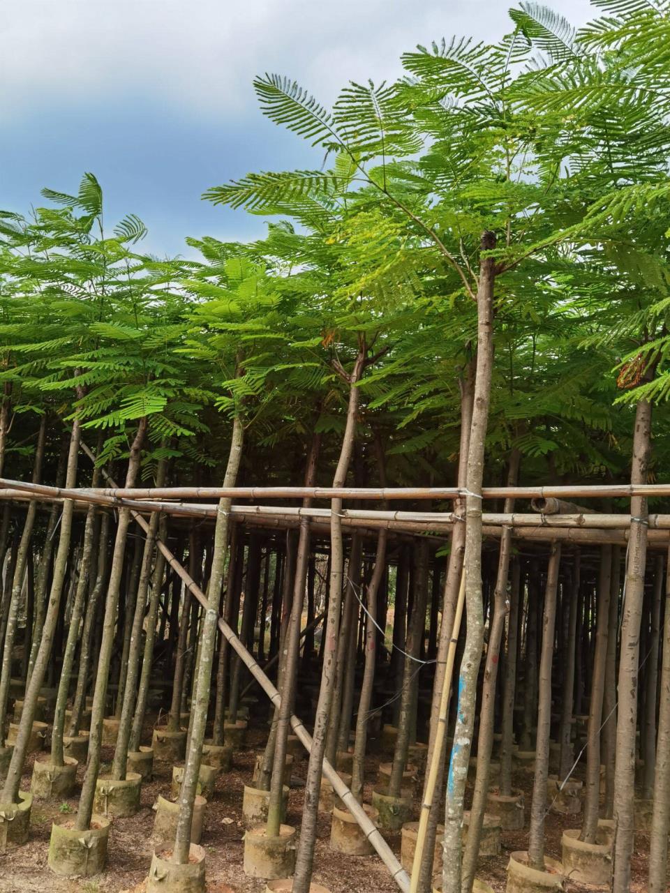 凤凰