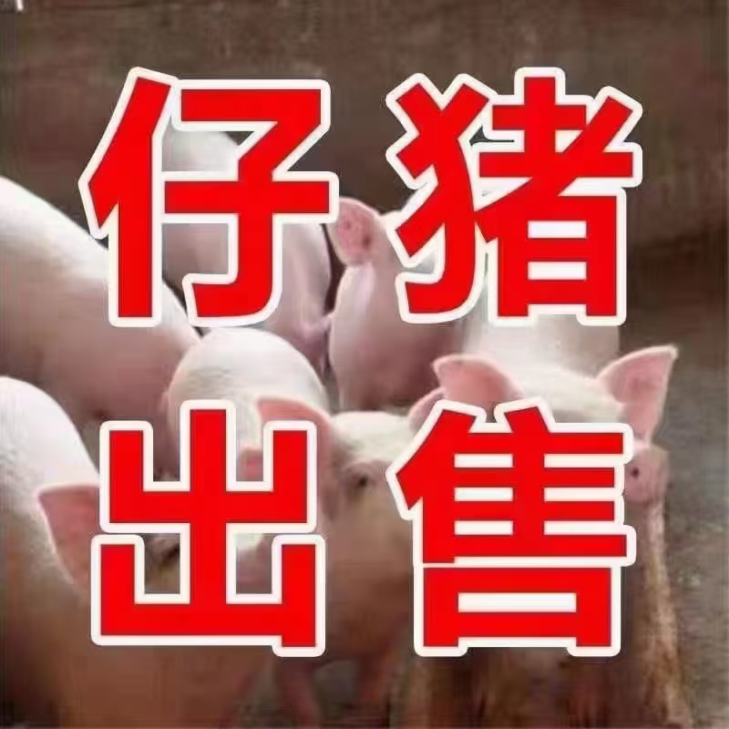 沂水县杂交猪苗  山东长白仔猪供应