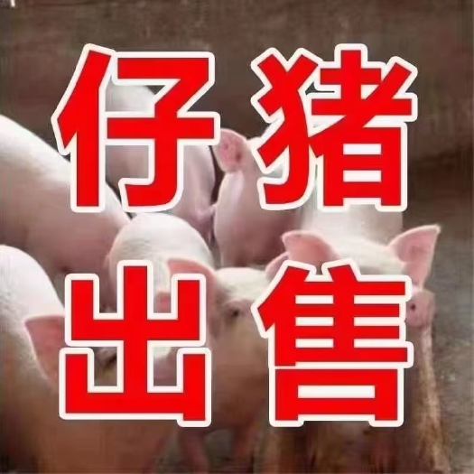 沂水县山东精品三元育肥仔猪供应