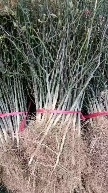 柳河县枸橘苗