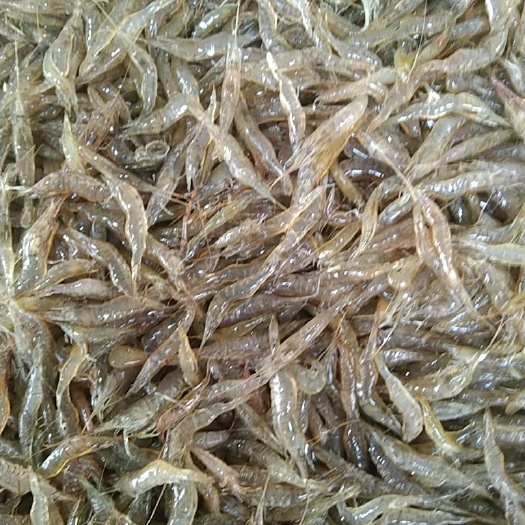 潜江市活力虾，米虾，康虾