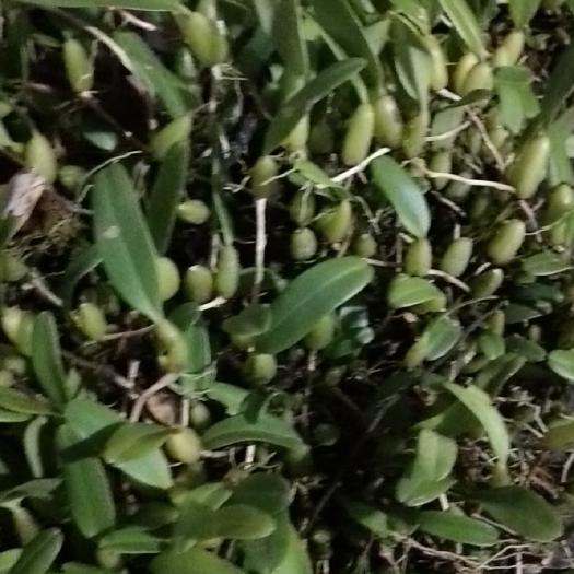永嘉县石橄榄