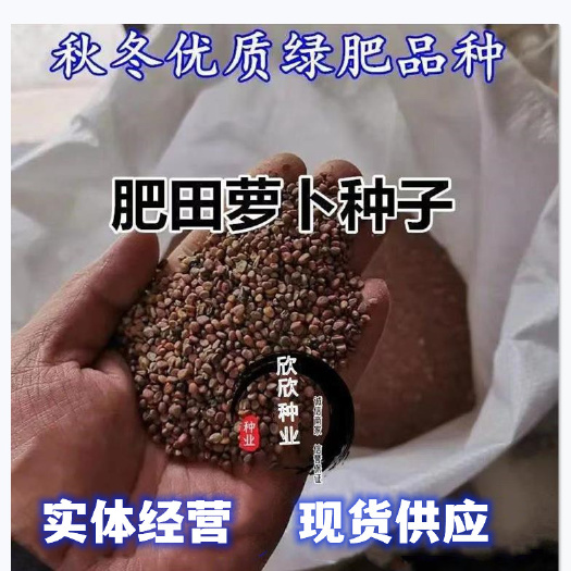 沭阳县肥田萝卜种子果园天然优质高产绿肥耐酸碱满园花茹菜种籽饲肥兼用