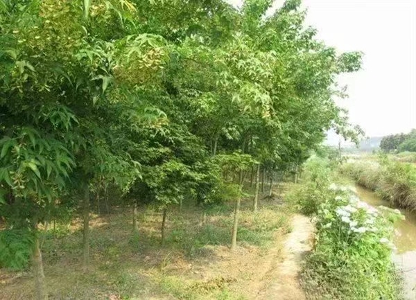 枫树苗