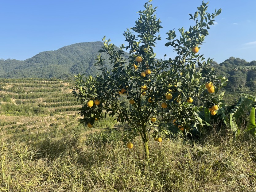 红美人成熟啦。专业出口基地680亩红美人沃柑 欢迎咨询