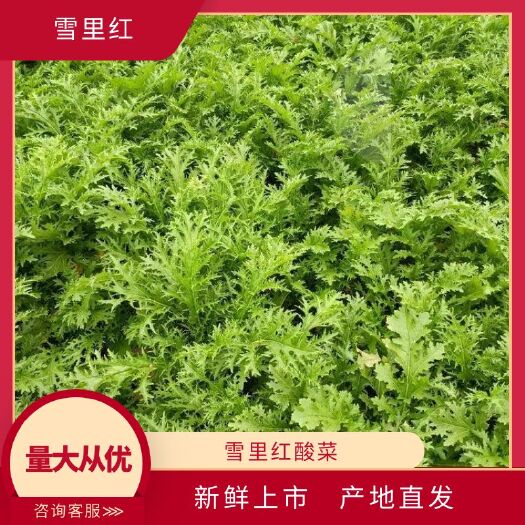 天门市湖北天门雪里红