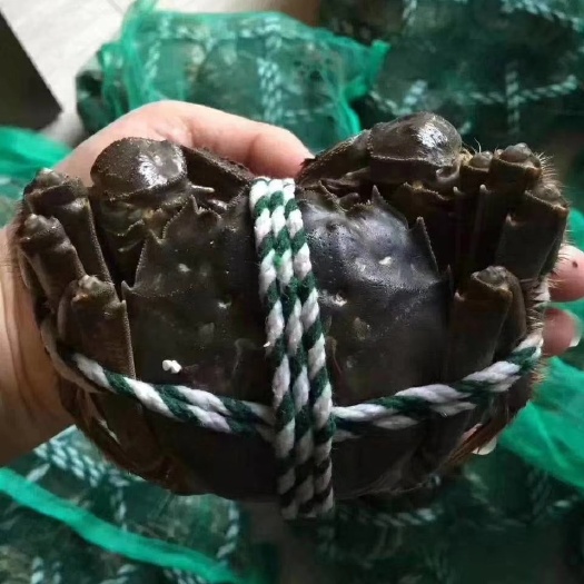 洪湖市洪湖清水大闸蟹 螃蟹 食用公蟹 规格4公