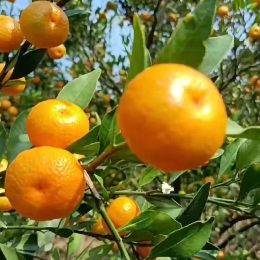 广西沙糖橘电商一件代发包邮南丰蜜橘，