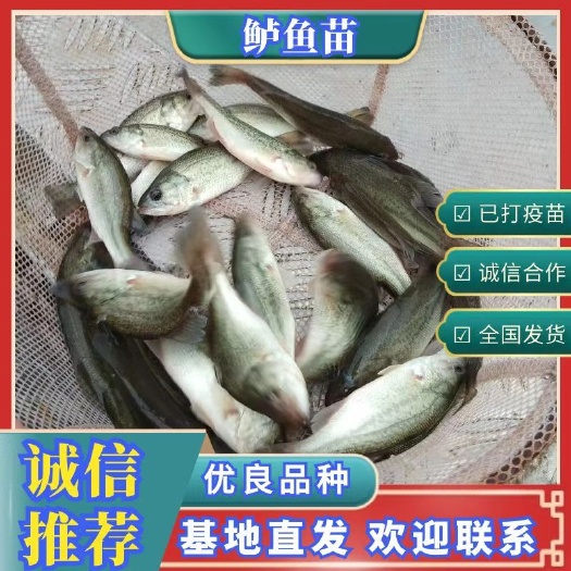重庆市加州鲈鱼苗