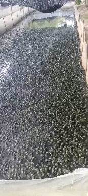 闽侯县牛蛙