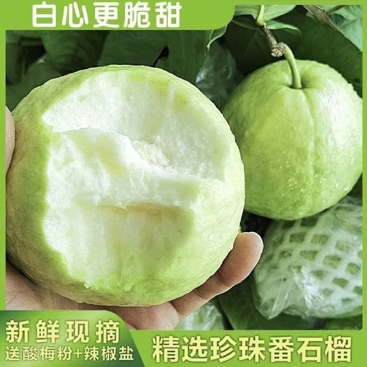 廉江市广东芭乐番石榴白心脆甜当季新鲜热带低糖孕妇水果 现摘