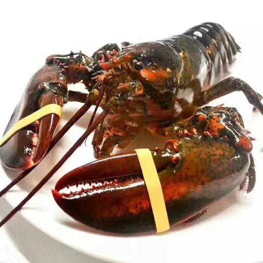深海波士顿大龙虾