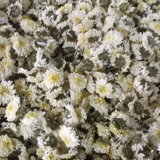 菊花茶，黃山貢菊