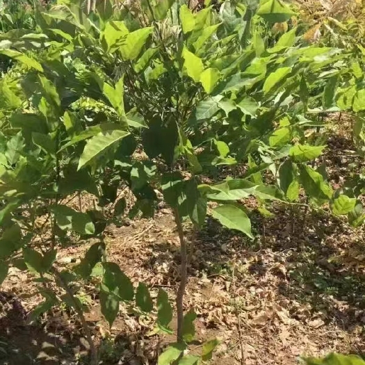 柳河县多花紫藤