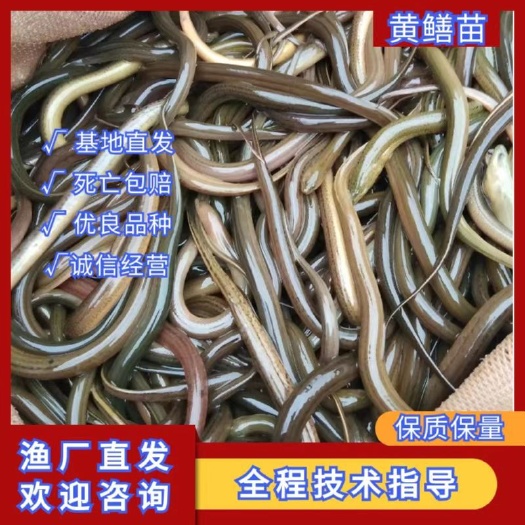 内江黄鳝苗，正大黄优九号新品种，技术指导，全程跟踪服务免费送货