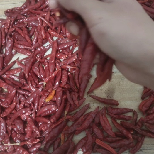 景县精品干朝天椒，基地发货，品质保证，大量供应，