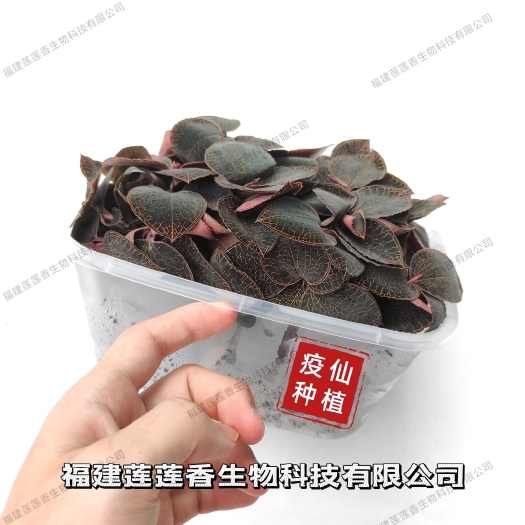 金线莲·来自福建莲莲香生物科技有限公司第一基地